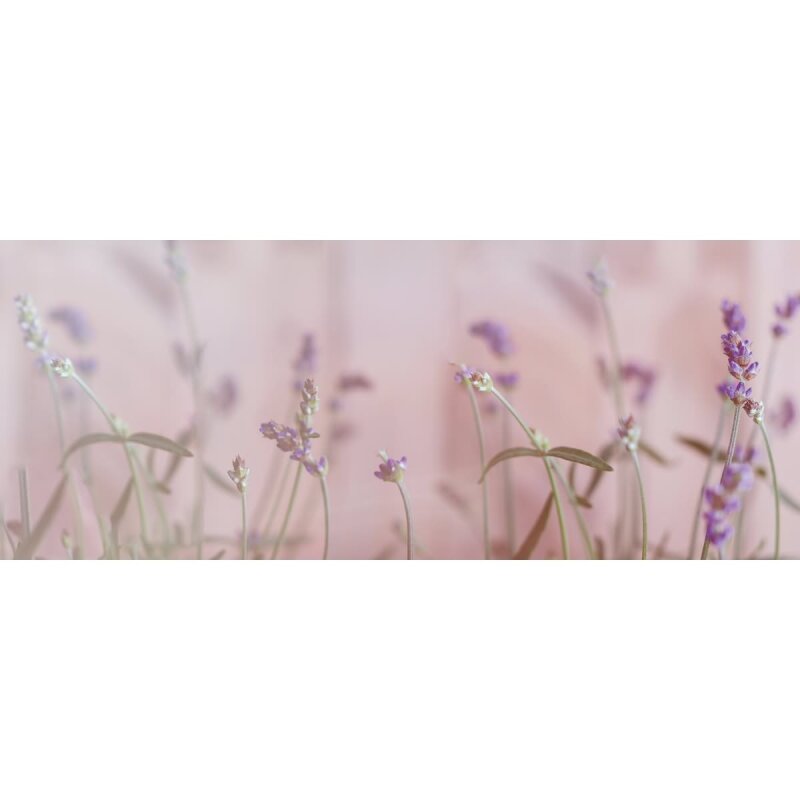 A.S. Création Leinwandbild Lavender 2 Größe 100cm x 40cm