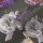 (SAMPLE) Florale Tapete Rosen Schwarz Lila - Vliestapete dunkel - Mustertapete elegant romantisch AS-Creation (396091)