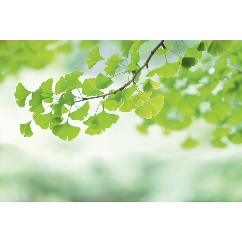 DD129567 WALL LOVE AS-Creation