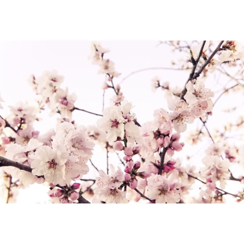 DD129571 WALL LOVE AS-Creation