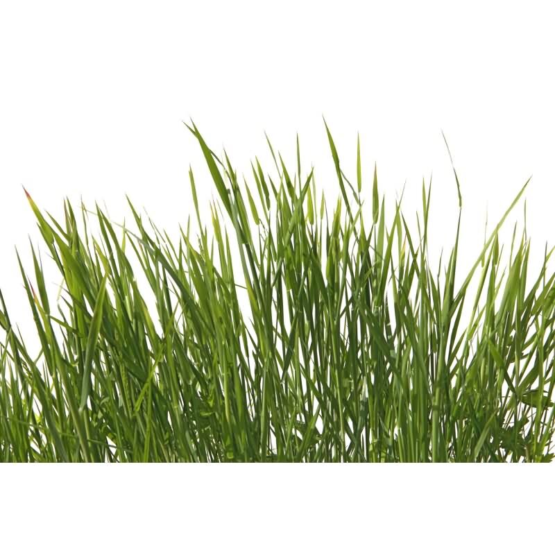 DD129580 WALL LOVE AS-Creation