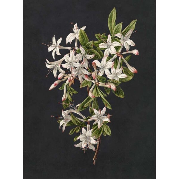 Digitaldruck-Tapete midnight garden 2 livingwalls (DD122196)