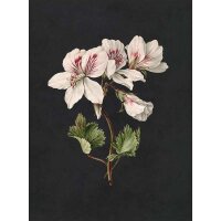 Digitaldruck-Tapete midnight garden 1 livingwalls (DD122192)