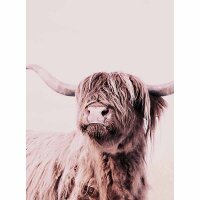 Digitaldruck-Tapete Highland Cattle 1 livingwalls (DD119821)